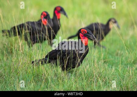 Südlichen Boden Nashornvögel (Bucorvus leadbeateri), Gruppe in Gras, Masai Mara National Reserve, Kenia Stockfoto