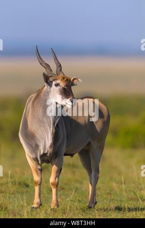 Gemeinsame elenantilope (taurotragus Oryx) in der Savanne, Masai Mara National Reserve, Kenia Stockfoto