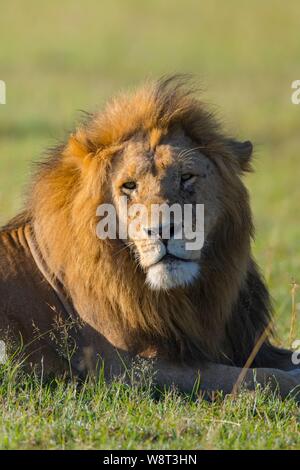 Afrikanischer Löwe (Panthera leo), männlich im Gras liegend, Tier Portrait, Masai Mara National Reserve, Kenia Stockfoto