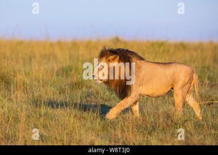 Afrikanischer Löwe (Panthera leo), männlich Wandern im hohen Gras, Masai Mara National Reserve, Kenia Stockfoto