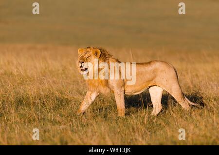 Afrikanischer Löwe (Panthera leo), männlich Wandern im hohen Gras, Masai Mara National Reserve, Kenia Stockfoto