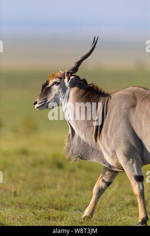 Gemeinsame elenantilope (taurotragus Oryx) in der Savanne, Masai Mara National Reserve, Kenia Stockfoto