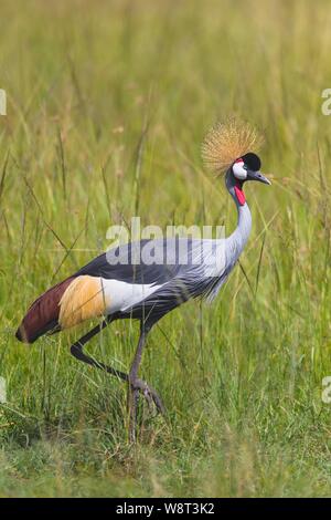 Grau gekrönt Kran (Balearica regulorum) Wandern im hohen Gras, Masai Mara National Reserve, Kenia Stockfoto