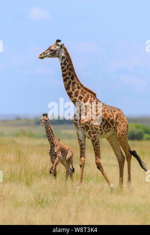 Masai Giraffe (Giraffa Camelopardalis tippelskirchi), Weibliche mit Kalb wandern in Savanne, Masai Mara National Reserve, Kenia Stockfoto