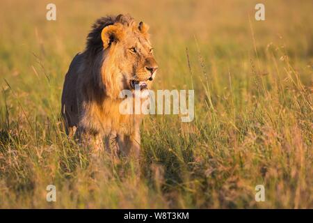 Afrikanischer Löwe (Panthera leo), männlich stehend im hohen Gras, Masai Mara National Reserve, Kenia Stockfoto