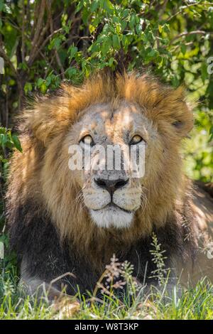 Afrikanischer Löwe (Panthera leo), männlich im Gras liegend, Tier Portrait, Masai Mara National Reserve, Kenia Stockfoto
