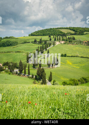 Cypress Road in der Nähe der kleinen Ortschaft Monticchiello, Toskana, Italien Stockfoto