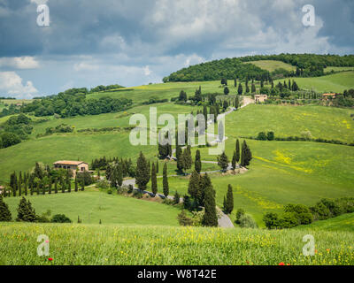 Cypress Road in der Nähe der kleinen Ortschaft Monticchiello, Toskana, Italien Stockfoto