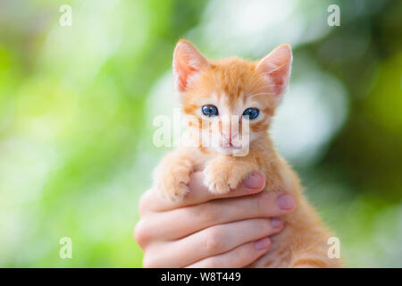 Mann hält Baby Katze. Ginger Kitten in die Hände der Menschen im Freien im sonnigen Garten. Pet-Eltern beobachten, kleine Tier. Eigentümer und Katzen. Stockfoto