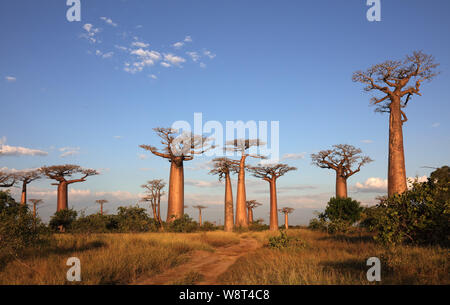 Allee der Baobabs in der Nähe von Morondava, Madagaskar Stockfoto