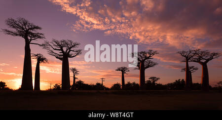 Allee der Baobabs mit dramatischen Himmel bei Sonnenuntergang in der Nähe von Morondava, Madagaskar Stockfoto