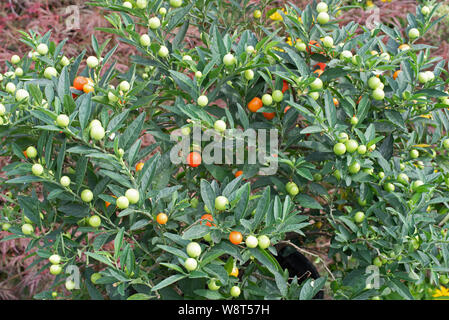 Solanum pseudo-capsicum, die Winterkirsche, hat mild-giftige Früchte und Beeren Stockfoto