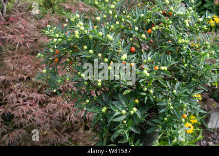 Solanum pseudo-capsicum, die Winterkirsche, hat mild-giftige Früchte und Beeren Stockfoto