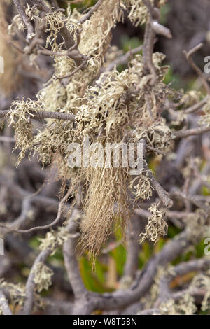 Bart wie Flechten wachsen in Zweigen, Algarve Portugal in der Nähe der Atlantikküste Stockfoto