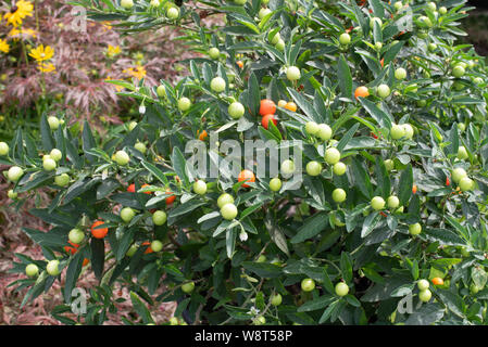 Solanum pseudo-capsicum, die Winterkirsche, hat mild-giftige Früchte und Beeren Stockfoto