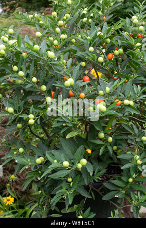 Solanum pseudo-capsicum, die Winterkirsche, hat mild-giftige Früchte und Beeren Stockfoto