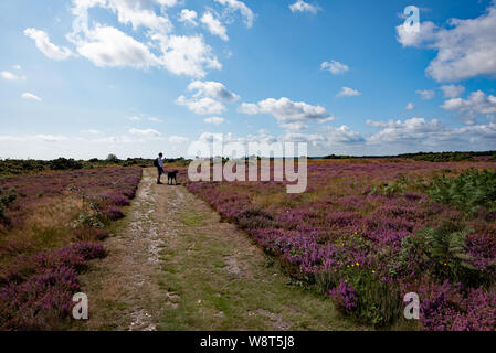 Wunderschöne Heide auf Dunwich Heath, Suffolk, UK Stockfoto