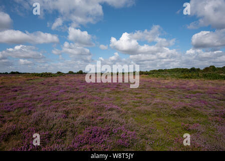 Wunderschöne Heide auf Dunwich Heath, Suffolk, UK Stockfoto