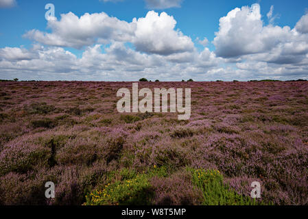 Wunderschöne Heide auf Dunwich Heath, Suffolk, UK Stockfoto