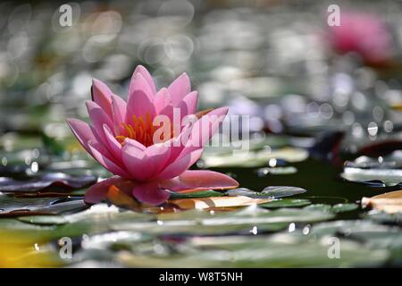 Wunderschöne Blüte rosa Seerose - Lotus in einem Garten in einem Teich. Reflexionen über die Wasseroberfläche. Stockfoto