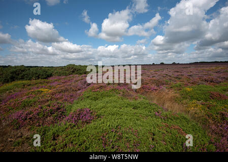 Wunderschöne Heide auf Dunwich Heath, Suffolk, UK Stockfoto