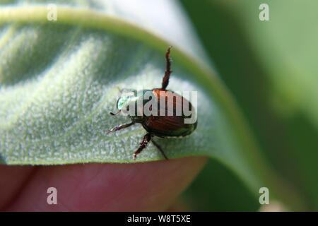 Nahaufnahme von einem japanischen Käfer auf ein Milkweed Blatt Stockfoto