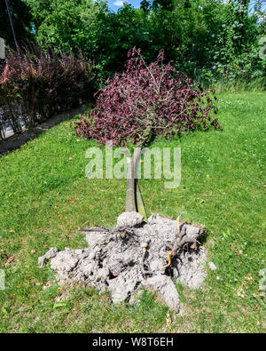 Entwurzelte Sargent Kirschbaum nach Sturm, Juni 2019, Elsass, Frankreich, Europa, Stockfoto