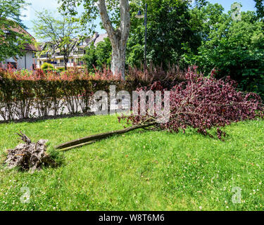 Entwurzelte Sargent Kirschbaum nach Sturm, Juni 2019, Elsass, Frankreich, Europa, Stockfoto