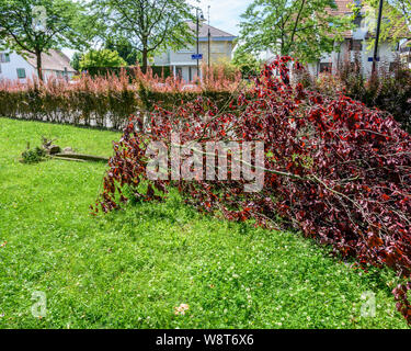 Entwurzelte Sargent Kirschbaum nach Sturm, Juni 2019, Elsass, Frankreich, Europa, Stockfoto