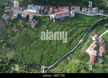 (190811) - ANKANG, Aug 11, 2019 (Xinhua) - luftaufnahme am 25. Juni 2019 zeigt eine Ansicht der Maulbeere Feld in Mamiao Dorf, Zhongyuan Stadt Ankang Stadt im Nordwesten der chinesischen Provinz Shaanxi. In den letzten Jahren, Ankang konzentriert sich auf die umweltfreundliche Entwicklung und gesehen das rasante Wachstum von umweltfreundliche Industrien. Die Stadt hat auch einige arbeitsintensive Industrien fabrizieren Einzelteile wie Textil- und Spielwaren, als Weise, Jobs für einkommensschwache Bewohner schaffen. (Xinhua / Shao Rui) Stockfoto