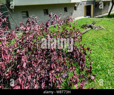 Entwurzelte Sargent Kirschbaum nach Sturm, Juni 2019, Elsass, Frankreich, Europa, Stockfoto