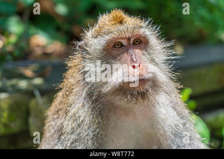 Wilde Affen Familie am Heiligen Affenwald in Ubud, Insel Bali, Indonesien. Monkey Forest Park reisen Sehenswürdigkeiten und touristische Reiseziel in Asien w Stockfoto