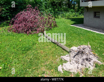 Entwurzelte Sargent Kirschbaum nach Sturm, Juni 2019, Elsass, Frankreich, Europa, Stockfoto