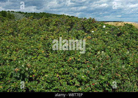 Wilde Rosen an der Küste von Suffolk in Dunwich Stockfoto