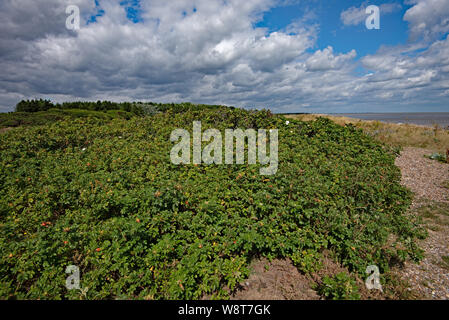 Wilde Rosen an der Küste von Suffolk in Dunwich Stockfoto