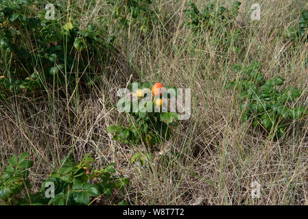 Wilde Rosen an der Küste von Suffolk in Dunwich Stockfoto