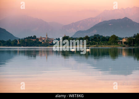 Zwei Schwäne in ruhigen See mit einem Lombardei wenig twon im Hintergrund, Pusiano See, Italien Stockfoto