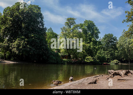 Wunderschöne natürliche Landschaft mit niedlichen Enten auf dem See genießen. Stockfoto