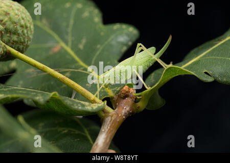 Eine weibliche Eiche Bush - Kricket, Meconema thalassinum, auf einem eichenblatt fotografiert vor einem schwarzen Hintergrund. North Dorset England UK GB Stockfoto