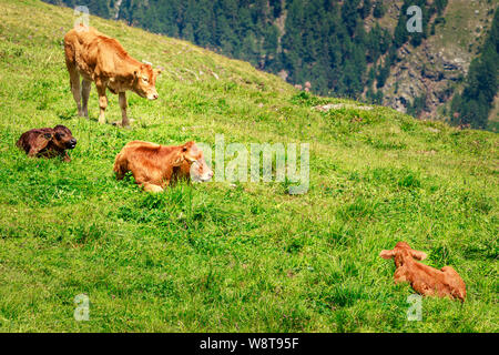 3 Kälber (2 braun, 1 schwarze) und Mutter Kuh auf einem grünen Bergwiese in den Schweizer Alpen Stockfoto