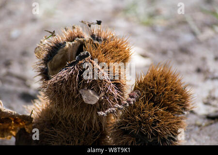 Nahaufnahme einer Kastanie Igel im Wald gefunden Stockfoto