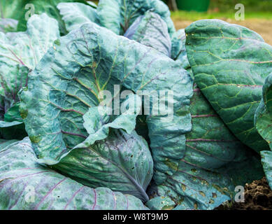 Rotkohl wächst an einem Patch in einem selbst genügend organische Garten Stockfoto