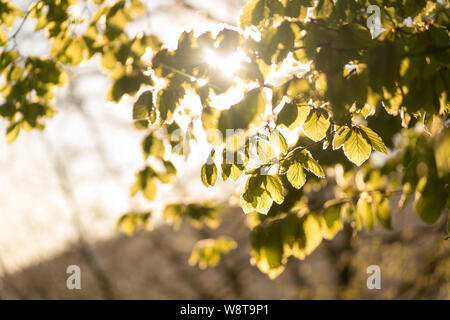 Einige Buche Blätter Hintergrundbeleuchtung von einem warmen Morgen Licht im Wald Stockfoto