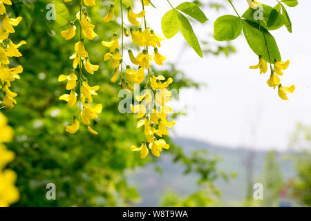 Nahaufnahme der gelben Blüten auch eine Laburn Baum bekannt als "maggiociondolo' Stockfoto