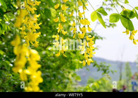 Nahaufnahme der gelben Blüten auch eine Laburn Baum bekannt als "maggiociondolo' Stockfoto