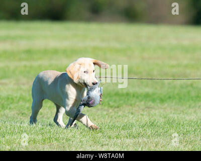 Ein junges gelbes Labrador Retriever Training mit einer Taube Stockfoto