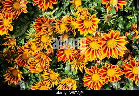 Rote und gelbe Gazania Blumen in voller Blüte Stockfoto