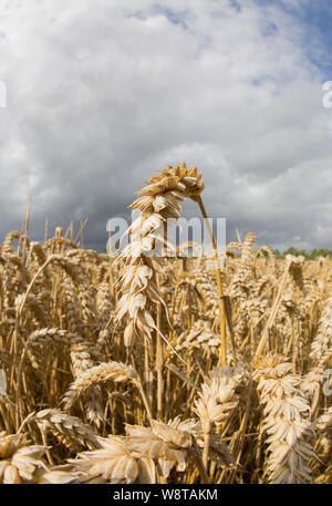 Reifen Weizen im August wächst in der Nähe der Stadt von Gillingham in North Dorset England UK GB Stockfoto