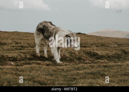 Mittelkurzer, grauer und weißer Hund auf einem grünen Hügel Unter mit Bergen im Hintergrund Stockfoto