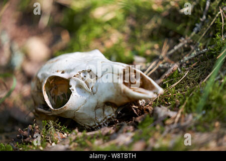 Deer skull Festlegung im Unterholz mit Memory trace innen Schädel auf sonnigen Nachmittag in Westfinnland Stockfoto